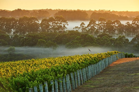 Cape Mentelle Behind The Scenes Tour With Food & Wine Pairing - Stayed 3