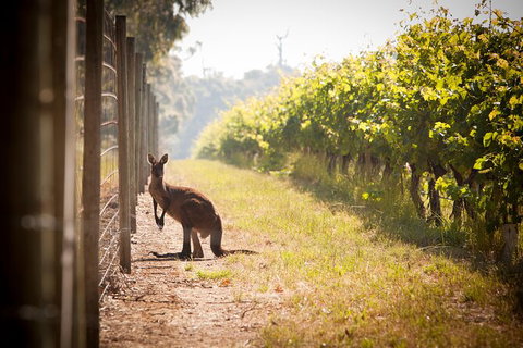 Cape Mentelle Behind The Scenes Tour With Food & Wine Pairing - Stayed 4