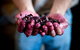Cape Mentelle Behind The Scenes Tour With Food & Wine Pairing - thumb 7