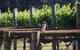 Margaret River Wine And Sights Discovery Tour From Busselton Or Dunsborough - thumb 5