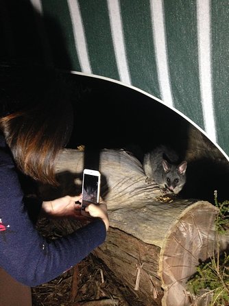 Nocturnal Wildlife Tour From Busselton Or Dunsborough - Stayed 1