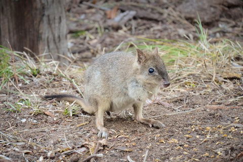 Nocturnal Wildlife Tour From Busselton Or Dunsborough - Stayed 0