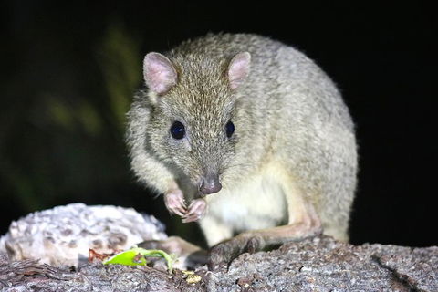 Nocturnal Wildlife Tour From Busselton Or Dunsborough - Stayed 2