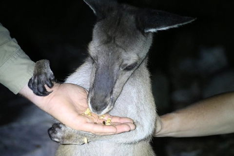 Nocturnal Wildlife Tour From Busselton Or Dunsborough - Stayed 3