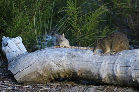 Nocturnal Wildlife Tour From Busselton Or Dunsborough - Stayed 8