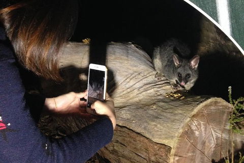 Nocturnal Wildlife Tour From Busselton Or Dunsborough - Stayed 4