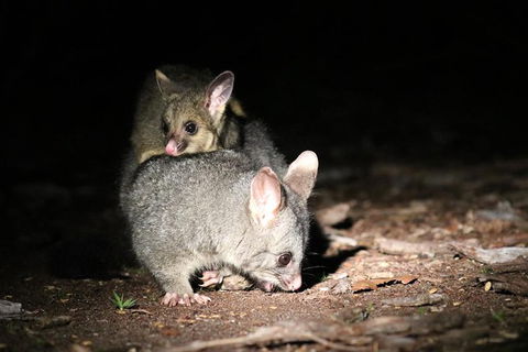 Nocturnal Wildlife Tour From Busselton Or Dunsborough - Stayed 7