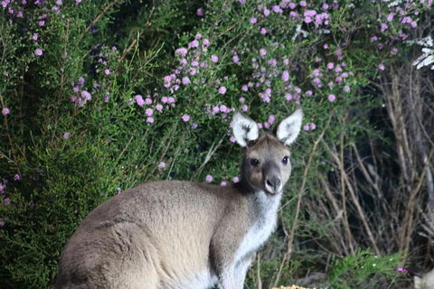 Nocturnal Wildlife Tour From Busselton Or Dunsborough - Stayed 6