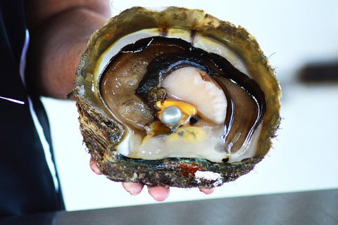 Live Pearl Harvest Experience - Perth - Stayed 4