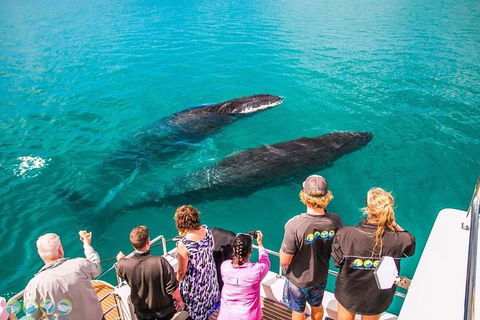 Humpback Whale Sunset Cruise - Stayed 0