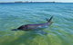 Bunbury Dolphins Discovery Tour - Fly From Perth - thumb 0