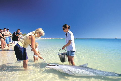 Bunbury Dolphins Discovery Tour - Fly From Perth - Stayed 3