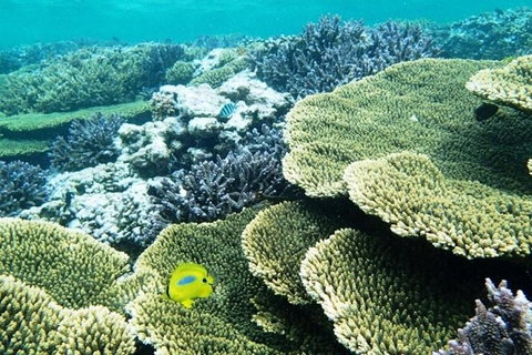 Abrolhos Islands Scenic Flight & Snorkel Adventure From Perth - Stayed 3