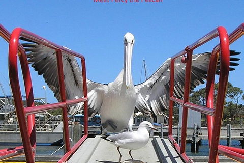Albany Wildlife And Scenic Cruise - Stays Accommodation 0