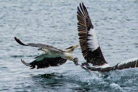 Albany Wildlife And Scenic Cruise - Stays Accommodation 4