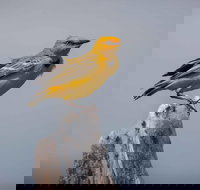 Lake Argyle Birdwatching Charter - Stayed