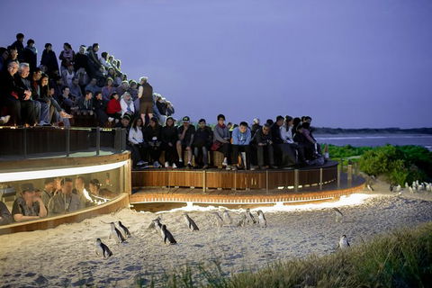 1 Day Private Phillip Island Tour (VIP Charter Up To 9 People) - Stayed 0