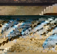 Half Day Phillip Island Penguin Parade PLUS Tour - Stays Accommodation