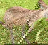 2 Day Exclusively Private Tour Of Phillip Island  The Penguin Parade - Stays Accommodation