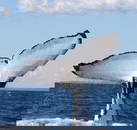 Phillip Island Whale Watching Tour - Stays Accommodation