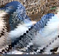 Day Tour of Phillip Island Nature Parks  Penguins - Stays Accommodation