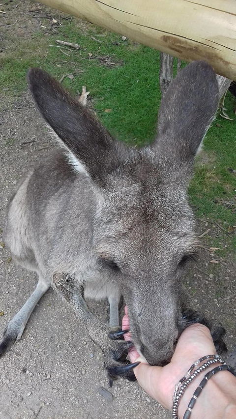 Phillip Island Penguin, Brighton Beach, Moonlit Sanctuary From Melbourne - Stayed 2