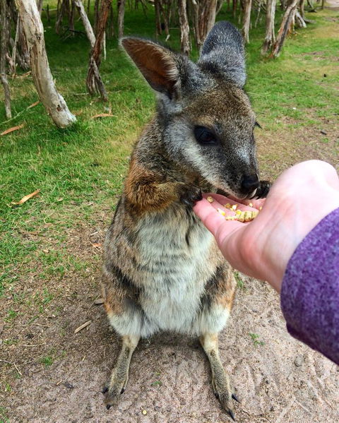 Phillip Island Penguin, Brighton Beach, Moonlit Sanctuary From Melbourne - Stayed 11
