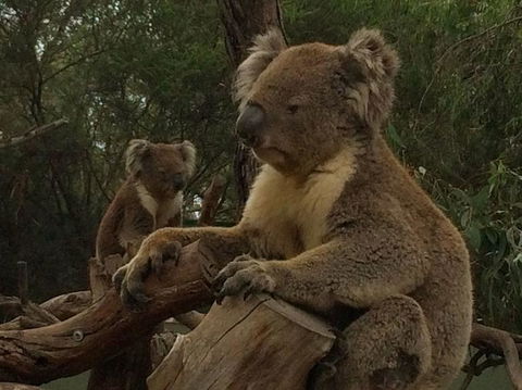 Phillip Island Penguin, Brighton Beach, Moonlit Sanctuary From Melbourne - Stayed 10