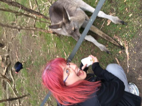 Phillip Island Penguin, Brighton Beach, Moonlit Sanctuary From Melbourne - Stayed 24
