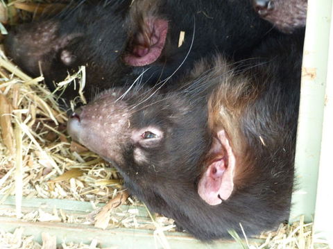 Phillip Island Penguin, Brighton Beach, Moonlit Sanctuary From Melbourne - Stayed 20