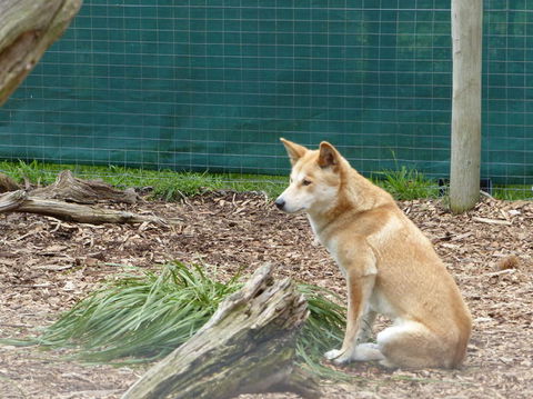 Phillip Island Penguin, Brighton Beach, Moonlit Sanctuary From Melbourne - Stayed 21