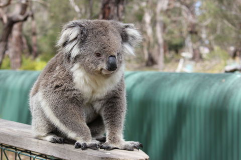 Phillip Island Penguin, Brighton Beach, Moonlit Sanctuary From Melbourne - Stayed 25