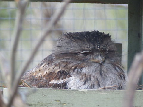Phillip Island Penguin, Brighton Beach, Moonlit Sanctuary From Melbourne - Stayed 19