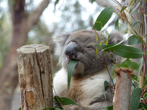Phillip Island Penguin, Brighton Beach, Moonlit Sanctuary From Melbourne - Stayed 22