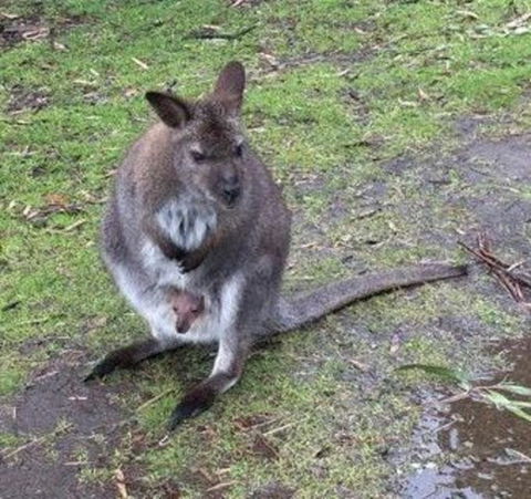 Phillip Island Penguin, Brighton Beach, Moonlit Sanctuary From Melbourne - Stayed 7