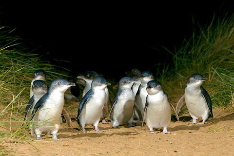 Phillip Island Penguin, Brighton Beach, Moonlit Sanctuary From Melbourne - Stayed 26