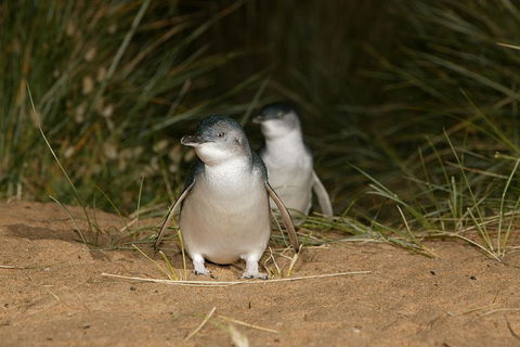 Phillip Island Penguin, Brighton Beach, Moonlit Sanctuary From Melbourne - Stayed 29