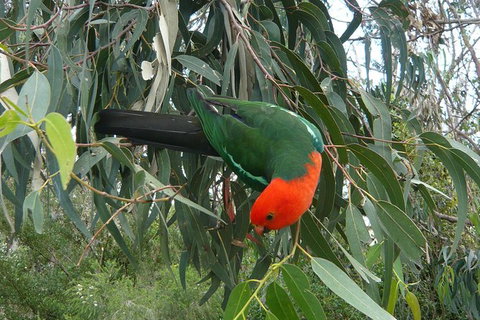 3-Day Great Ocean Road And Grampians Tour From Melbourne - Stayed 5