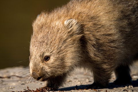 8-Day Tasman Wildlife And Wilderness Encounter Including Accommodation - Stayed 1