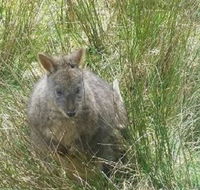 Leven Canyon Day Trip Including Wings Wildlife Park or Gunns Plains Caves from Devonport Ulverstone or Burnie - Stayed