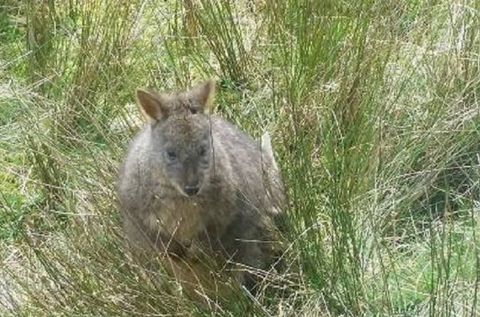 Leven Canyon Day Trip Including Wings Wildlife Park Or Gunns Plains Caves From Devonport, Ulverstone Or Burnie - Stayed 0