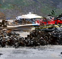 3-Hour Bruny Island Cruise from Adventure Bay - Stayed