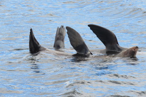 North Bruny Island Day Sail - Stayed 5
