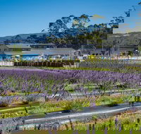Private Tasman Peninsula Cruise Ship Tour from Port Arthur - Stayed