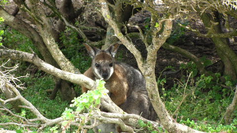 Kangaroo Island In A Day Tour From Adelaide - Stayed 23