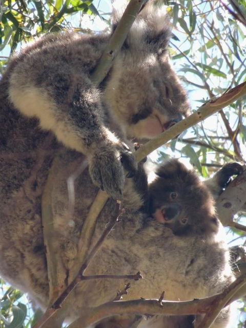 Kangaroo Island In A Day Tour From Adelaide - Stayed 16