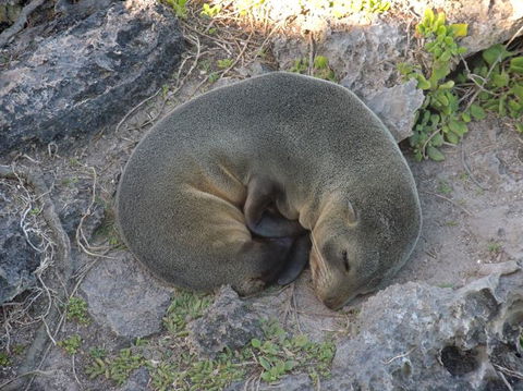 Kangaroo Island In A Day Tour From Adelaide - Stayed 12