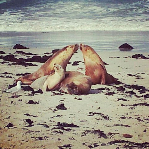 Kangaroo Island In A Day Tour From Adelaide - Stayed 24