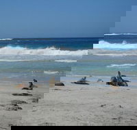 Kangaroo Island in a Day Tour from Adelaide - Stayed