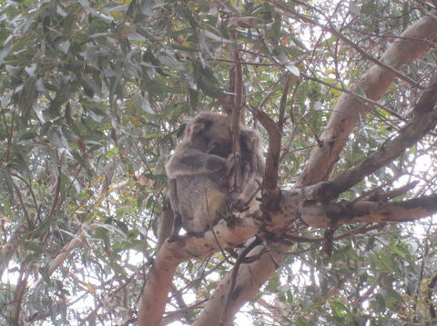 Kangaroo Island In A Day Tour From Adelaide - Stayed 22